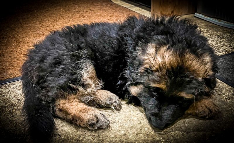 German Shepherd Puppy Female