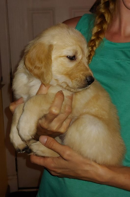 Golden Retrievers Redmond Oregon