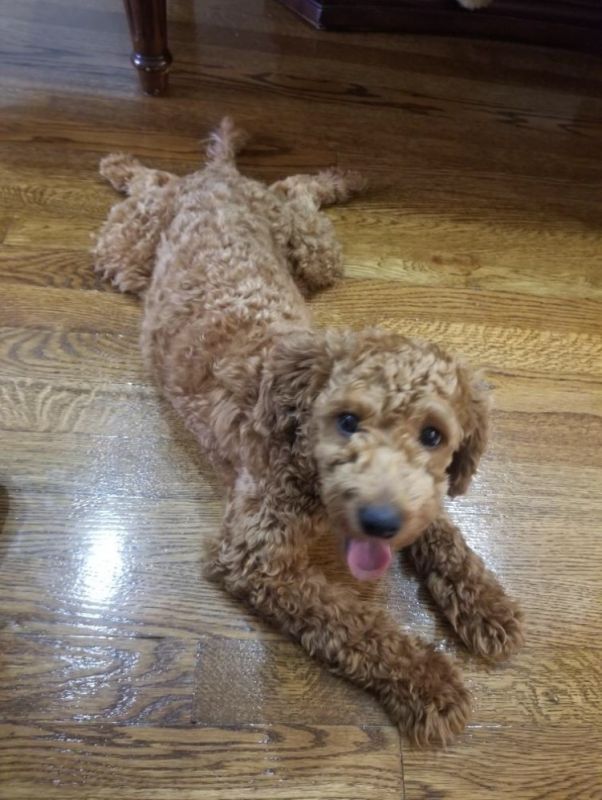 Nora(Mini-Goldendoodle)