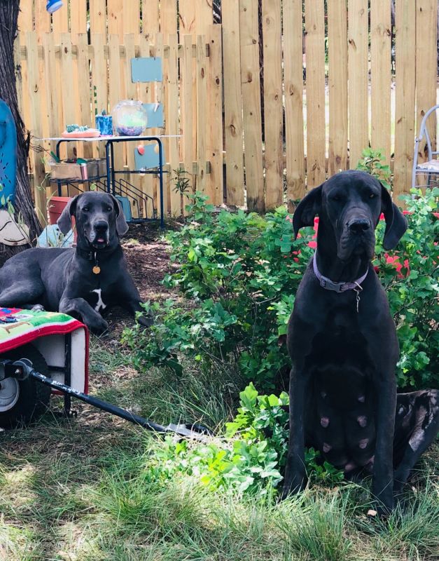 Blue and mantle puppies