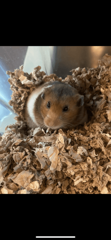 1 Female Hamster