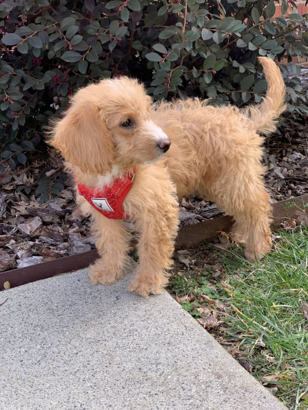 “Ally” - Mini Labradoodle