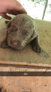 Labradors pups