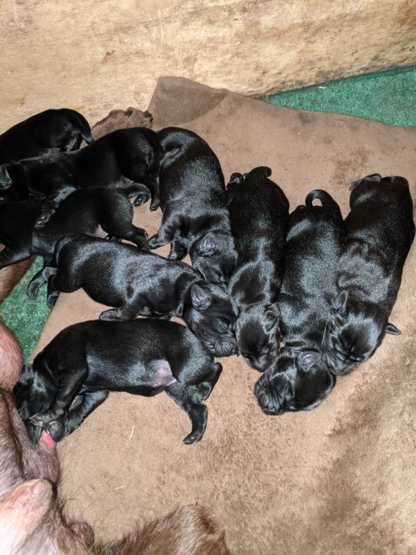 Labrador puppies