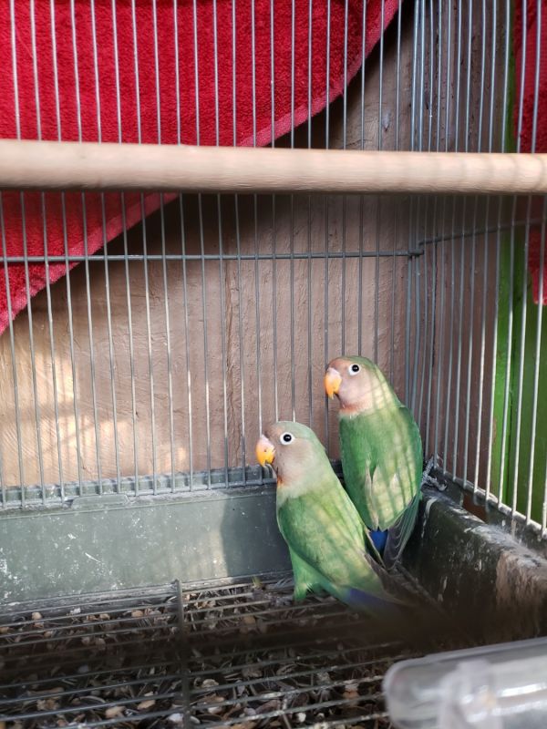 Peach Face Lovebirds For Sale