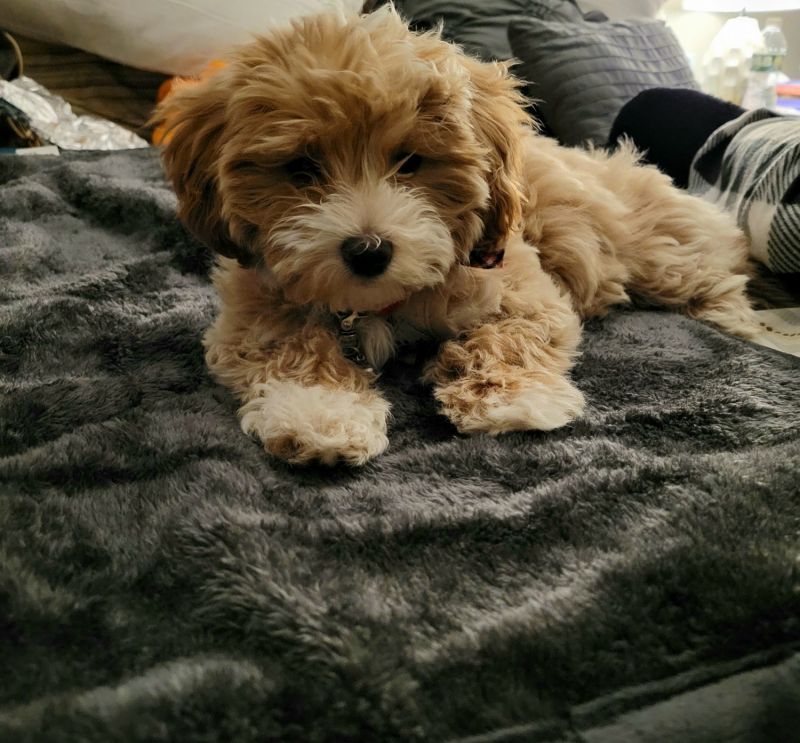 A lovely 6 month old Maltepoo, tan and white and mainly potty trained