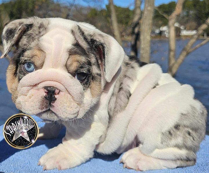 Akc Mini Bulldog Puppies Rare Colors