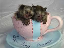 Awesome Finger Marmosets Available For Adoption Text at.(<span class= vcx >xxx) <span class= vcx >xxx-<span class= vcx >xxx6