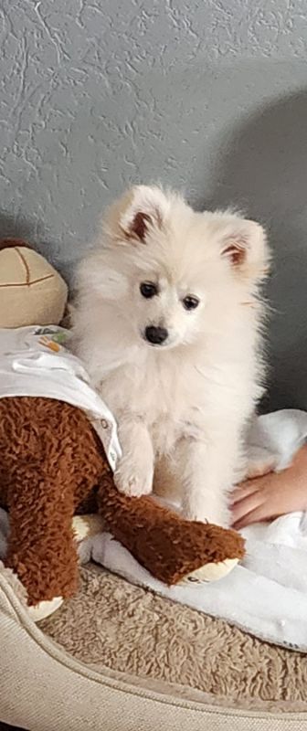 Cachorro pomeranian