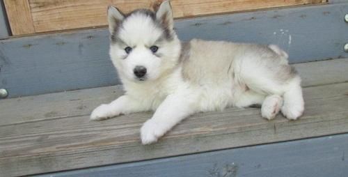 shorts and vaccines utd. 2 siberian husky puppies