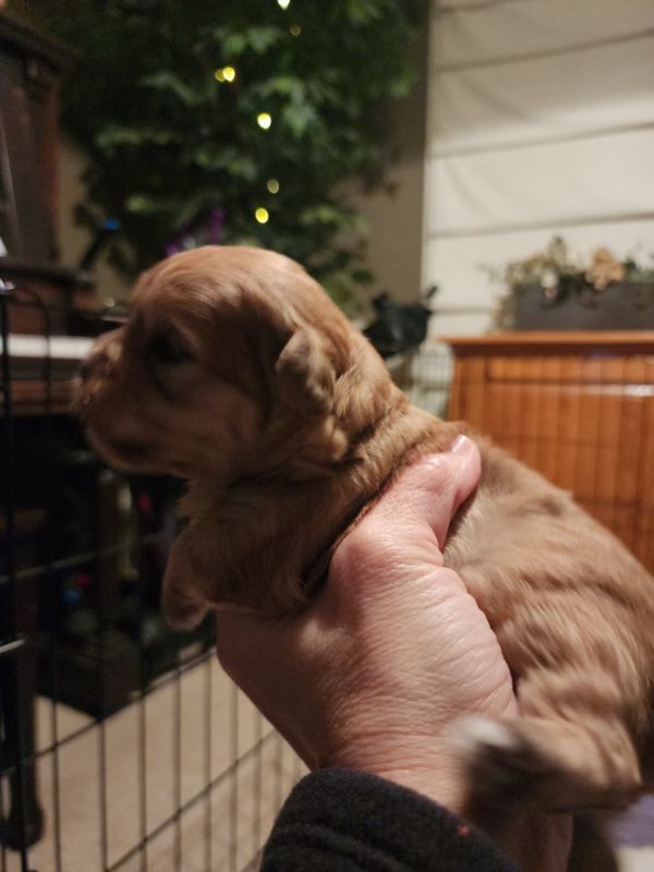 Shih Poo Puppy Ready 2/25 Boy