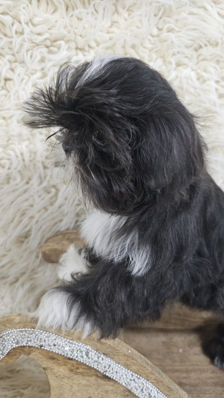 AKC SHIH TZU PUPPY