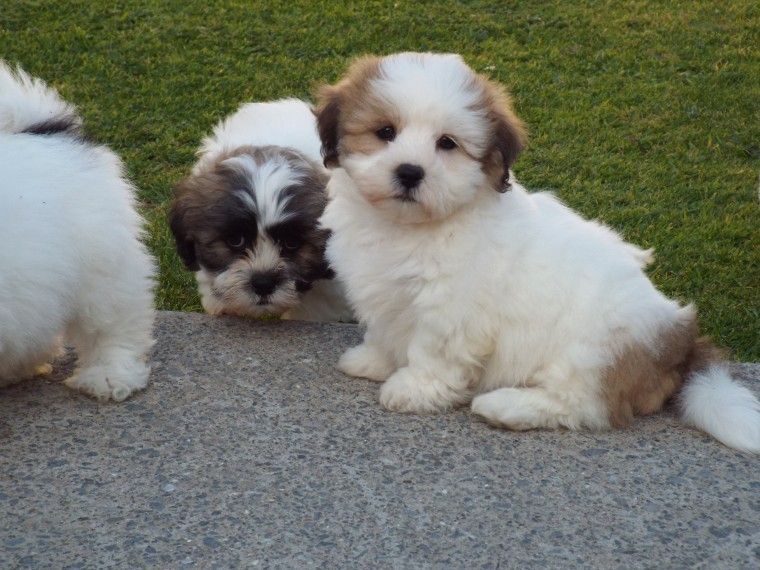 Fully Kc Pedigree Gold And White Female Shih Tzu