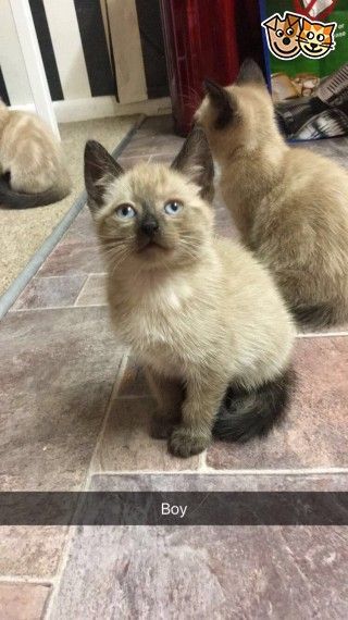 snowshoe x kittens