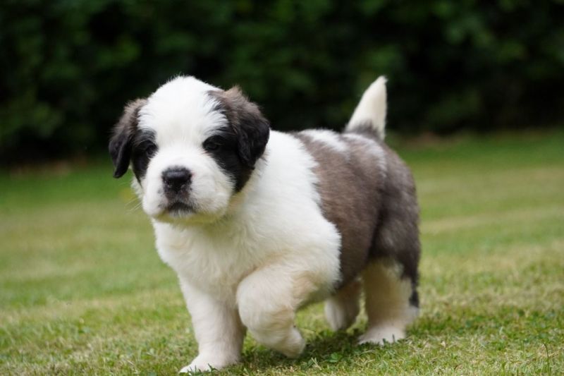 Saint Bernard Puppies Ready now