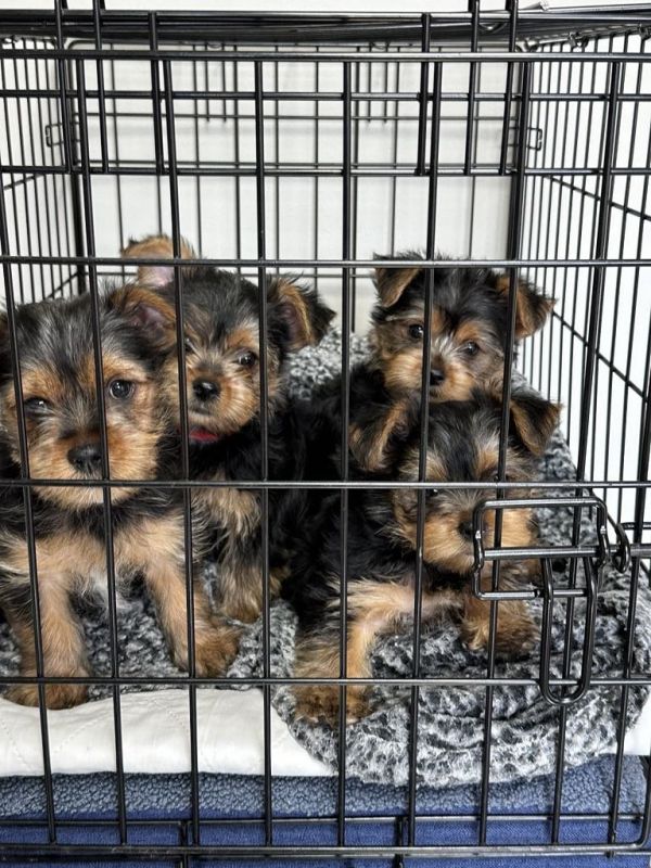 Yorkie/Yorkshire Terrier Puppies