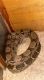 Abaco Island Boa Reptiles for sale in Warren, IN 46792, USA. price: NA