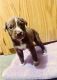 Abruzzenhund Puppies for sale in Sacramento, CA 95838, USA. price: NA
