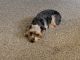 Abruzzenhund Puppies for sale in Ontario, OR 97914, USA. price: $900