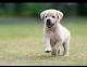Abruzzenhund Puppies for sale in Fort Lauderdale, FL, USA. price: $1,000