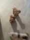 Abruzzenhund Puppies for sale in Back Ln, Wool, Wareham BH20 6LS, UK. price: 600,800 GBP
