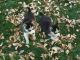 Abruzzenhund Puppies