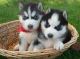 Abruzzenhund Puppies for sale in Albuquerque, NM, USA. price: NA