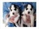 Abruzzenhund Puppies for sale in Dayton, OH, USA. price: NA