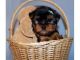 Abruzzenhund Puppies for sale in Dubois, WY, USA. price: NA