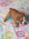 Abruzzenhund Puppies for sale in Columbus, OH, USA. price: NA