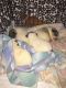 Abruzzenhund Puppies for sale in Chesnee, SC 29323, USA. price: $400