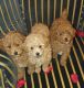 Abruzzenhund Puppies for sale in New York, NY, USA. price: NA
