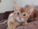 Abyssinian Cats for sale in Chicago, IL 60614, USA. price: $699