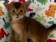 Abyssinian Cats for sale in Dallas, TX 75227, USA. price: NA