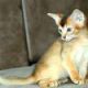 Abyssinian Cats for sale in Denver, CO 80202, USA. price: NA