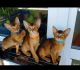 Abyssinian Cats for sale in Hallandale Beach, FL 33009, USA. price: $2,500