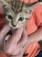 Abyssinian Cats for sale in Christiana, TN 37037, USA. price: $50