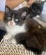 Abyssinian Cats for sale in Pomona, CA, USA. price: $25