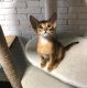 Abyssinian Cats for sale in Hollywood, FL, USA. price: NA