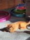Abyssinian Cats for sale in Vallejo, CA, USA. price: $1,800