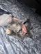 Abyssinian Cats for sale in Middletown, CT, USA. price: $500