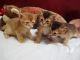 Abyssinian Cats for sale in Alabama Ave, Brooklyn, NY 11207, USA. price: NA