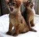 Abyssinian Cats for sale in Daytona Beach, FL, USA. price: NA
