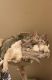 Abyssinian Cats for sale in Columbus, OH, USA. price: NA