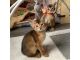 Abyssinian Cats for sale in Orange Park, FL 32073, USA. price: NA