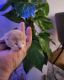 Abyssinian Cats for sale in Jackson Heights, NY 11372, USA. price: $1,000