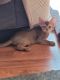 Abyssinian Cats for sale in San Francisco, CA, USA. price: $400