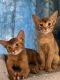 Abyssinian Cats for sale in Brooklyn, NY, USA. price: $2,300