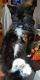 Abyssinian Cats for sale in San Bernardino, CA 92411, USA. price: NA