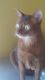 Abyssinian Cats for sale in Monument, CO 80132, USA. price: $425